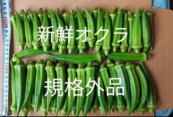 採れたて新鮮! 規格外オクラ 箱一杯 60本〜70本程