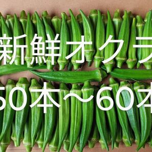 採れたて新鮮! オクラ 50本〜60本