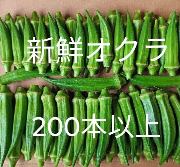 採れたて新鮮! オクラ 200本以上