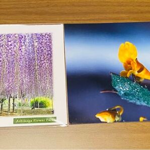 ポストカード2枚セット