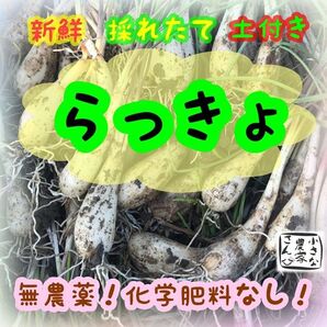 らっきょ