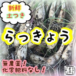 らっきょ