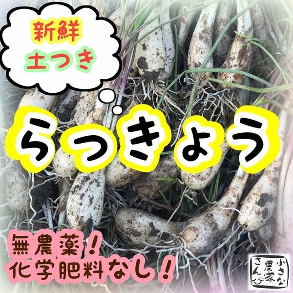 らっきょ ※キャリィ様