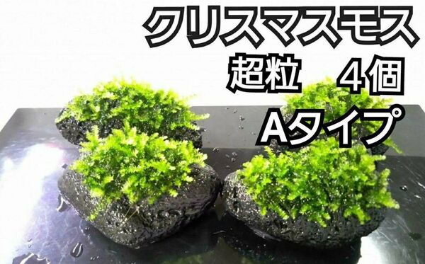 クリスマスモス 黒溶岩石4個(超粒A) アクアリウム レイアウト ヌマエビ めだか ろ材