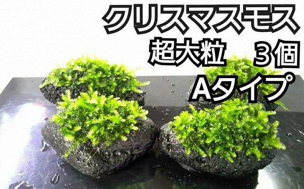クリスマスモス 黒溶岩石3個(超大粒A) アクアリウム レイアウト ヌマエビ めだか ろ材