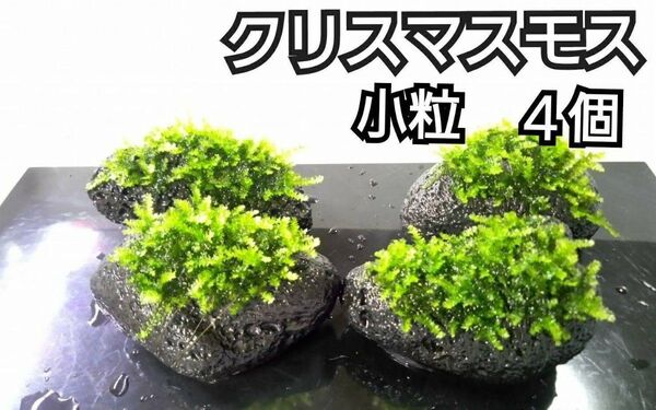 クリスマスモス 黒溶岩石4個(小粒) アクアリウム レイアウト ヌマエビ めだか ろ材