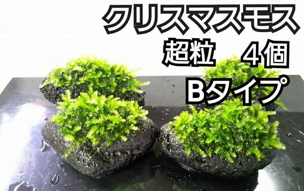 クリスマスモス 黒溶岩石4個(超粒B) アクアリウム レイアウト ヌマエビ めだか ろ材