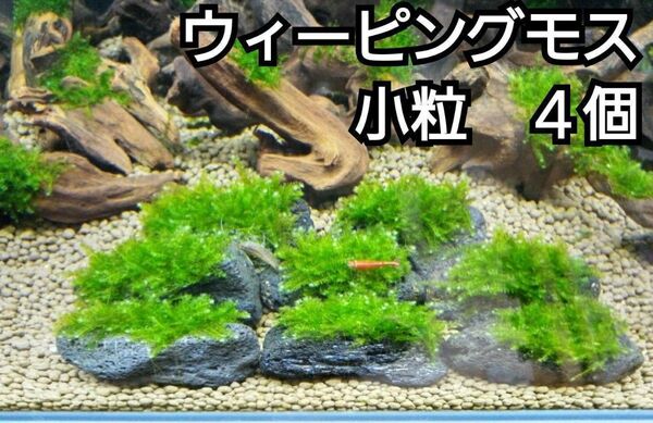 ADA ウィーピングモス 黒溶岩石4個(小粒) アクアリウム レイアウト 水草 ヌマエビ めだか 苔 ろ材 餌