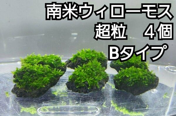 南米ウィローモス 黒溶岩石4個(超粒B) アクアリウム レイアウト ろ材 餌