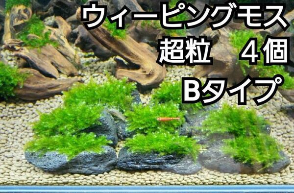 ADA ウィーピングモス 黒溶岩石4個(超粒B) アクアリウム レイアウト 水草 ヌマエビ めだか 苔 ろ材 餌