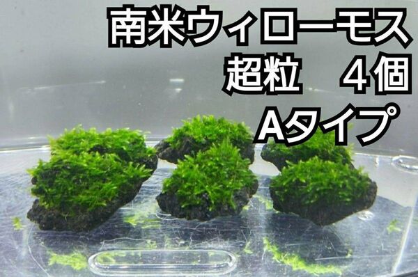 南米ウィローモス 黒溶岩石4個(超粒A) アクアリウム レイアウト ろ材 餌