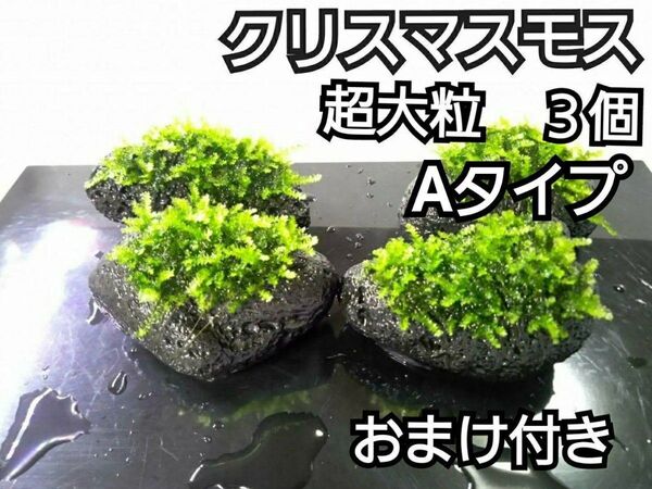 クリスマスモス 黒溶岩石3個(超大粒A) おまけ付き アクアリウム レイアウト ヌマエビ めだか ろ材