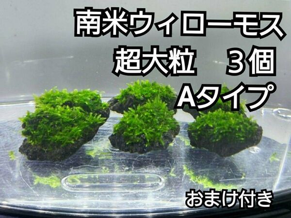 南米ウィローモス 黒溶岩石3個(超大粒A) おまけ付き アクアリウム レイアウト ろ材 餌