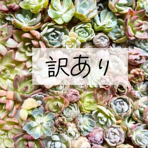 【訳あり sale】③小さめエケベリアカット苗在庫整理品 40個以上