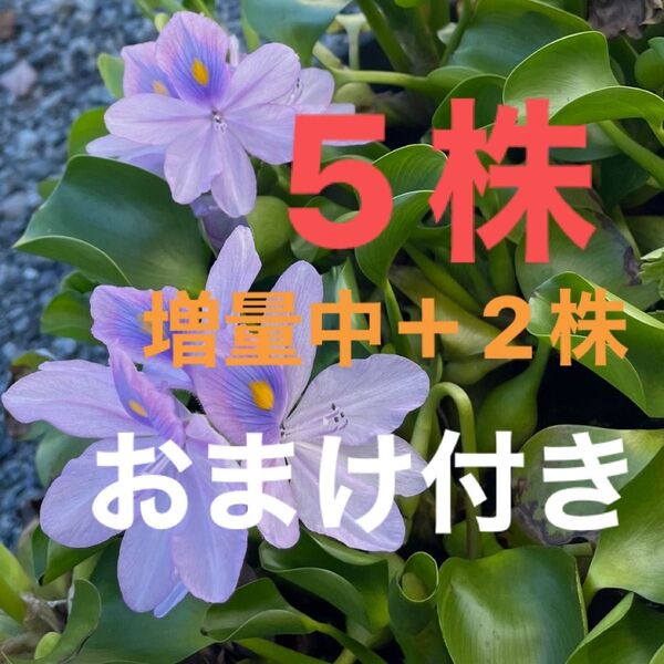 ミニホテイアオイ 5株 増量中+2株 姫ホテイアオイ 無農薬 おまけ付き アマゾンフロッグピット オオサンショウモいずれか1株