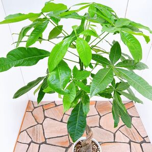 現品 パキラ 編み込み ねじねじ 22番 プラコッタ鉢 観葉植物 人気 育てやすい インテリア インテリアグリーン