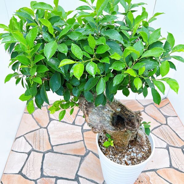 現品 ガジュマル 尖閣ガジュマル センカクガジュマル 古木 観葉植物 インテリアグリーン ドライガーデン 盆栽風 希少