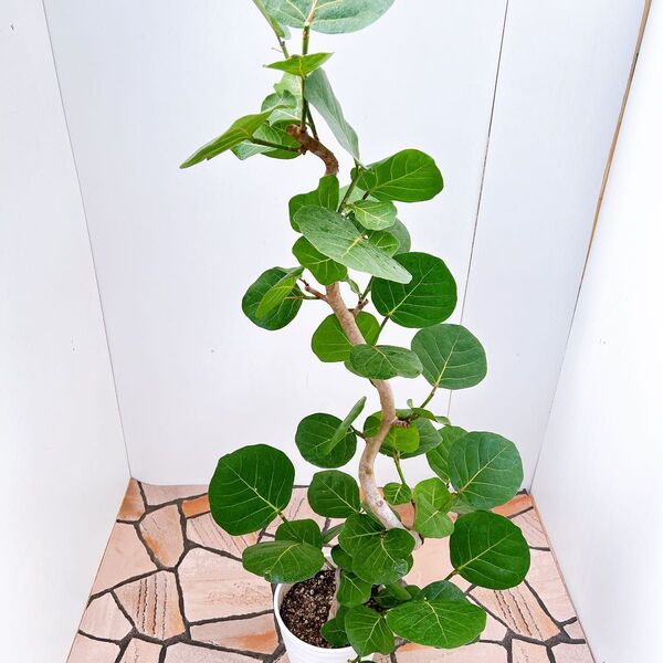 現品 海葡萄 シーグレープ 曲がり 3番 観葉植物 希少 インテリアグリーン ドライガーデン 室内 インテリア
