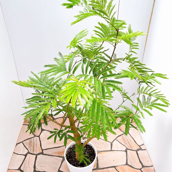 現品 エムの木 エバーフレッシュ 7番 古木 盆栽風 曲がり 特大 室内 インテリアグリーン ドライガーデン 観葉植物 インテリア