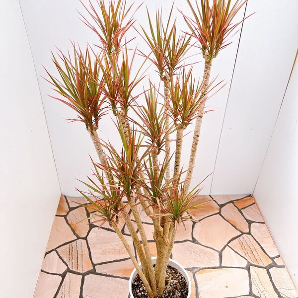 現品 ドラセナ コンシンネ レインボー 観葉植物 ドラセナコンシンネ コンシンネレインボー インテリアグリーン 室内 大型