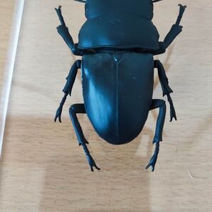 オオクワガタ デアゴスティーニ 世界の昆虫 等身大 標本 フィギュア