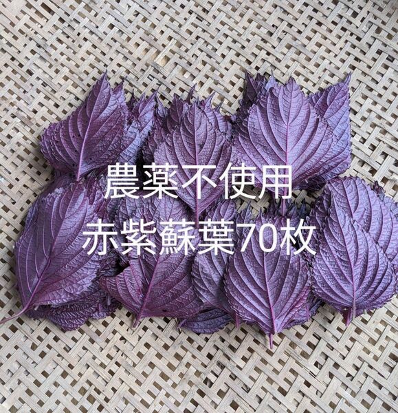 農薬不使用赤紫蘇の葉っぱ70枚