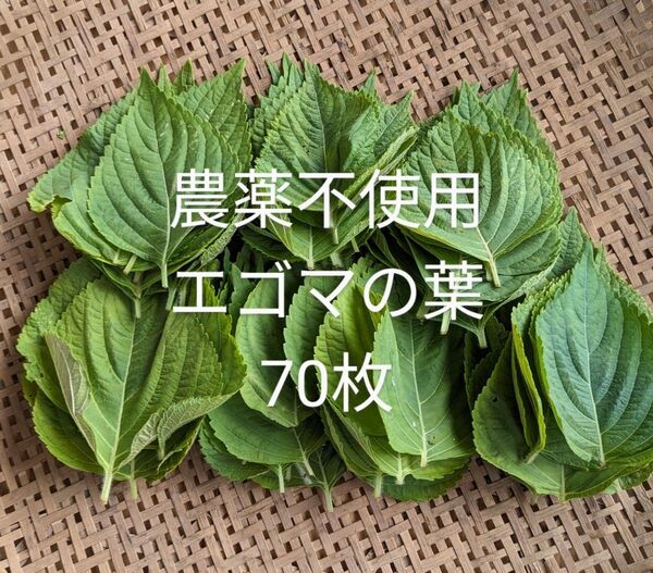 農薬不使用エゴマの葉70枚