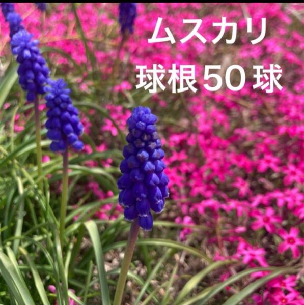 ムスカリ 球根小さめ50球