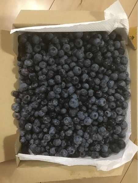 ブルーベリー 採れたて 正味1.1kg 農薬不使用 コンパクト箱