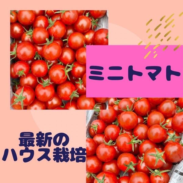 ミニトマト 味濃厚 約1キロ ご家庭用 ゲリラセール