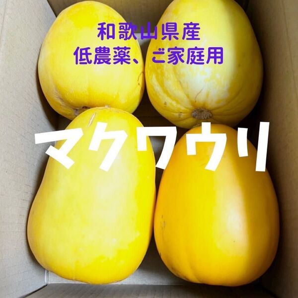 マクワウリ 4〜9個 約2キロ ご家庭用