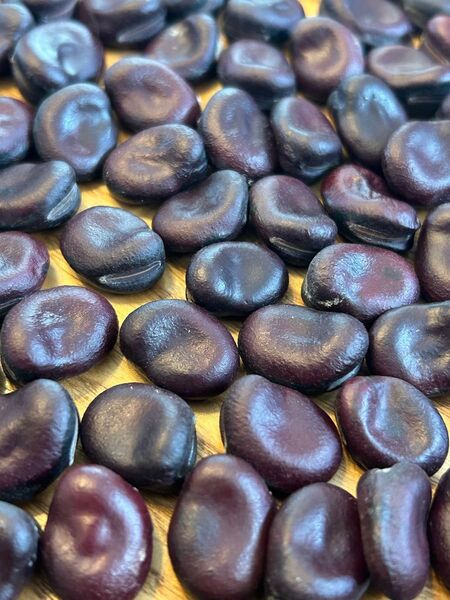 無農薬 そら豆の種 初姫 100粒