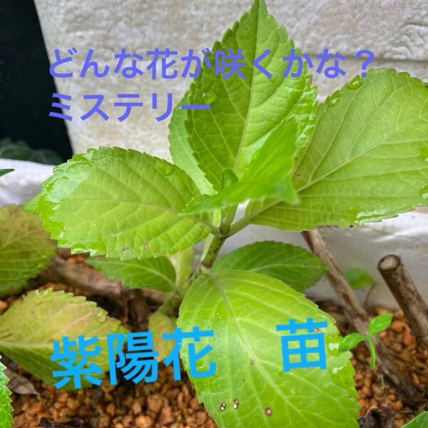 紫陽花 苗1本 ミステリー