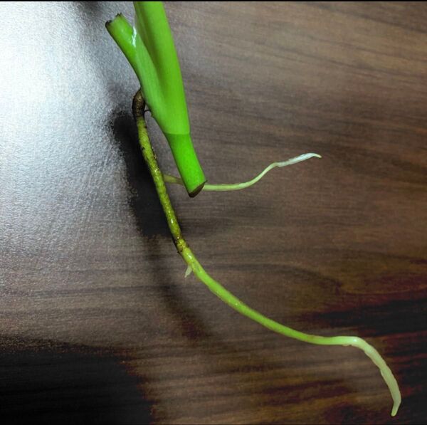 ①観葉植物 人気のモンステラ カット苗 茎1本(発根済)
