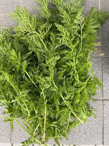 自家栽培 無農薬 人参の葉 200g499円 ネコポスいっぱい