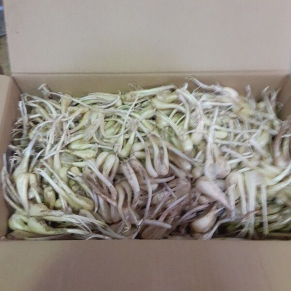 伊江島産♪島らっきょう5㎏①