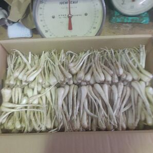 沖縄県産♪島らっきょう5㎏①