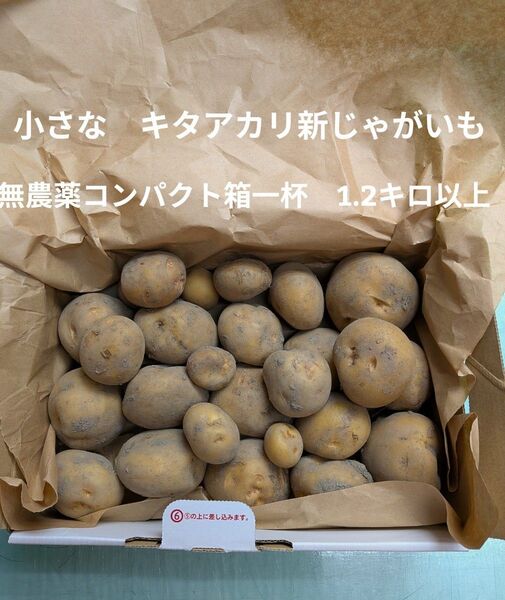 小さなキタアカリ新じゃがいも 無農薬 1.2キロ以上