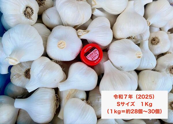 青森県産 ホワイト六片種 玉にんにく Sサイズ 1kg
