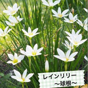 レインリリー 球根 玉すだれ 花の苗