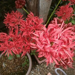 八重咲き彼岸花(リコリス)球根5球根おまけ付き