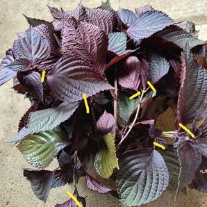 赤紫蘇の葉 120グラム 茎.軸なし 赤しその葉 シソの葉