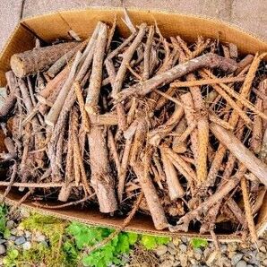 松の木の枝 大量まとめ売り