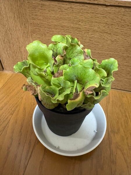 サラセニア プルプレアssp ベノーサ 食虫植物 観葉植物