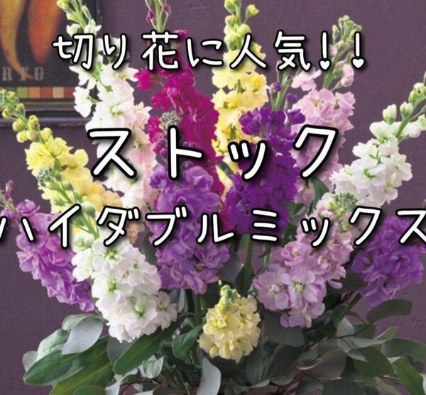 【ハイダブルミックスのタネ】20粒 種子 種 ストック 切り花にも 花