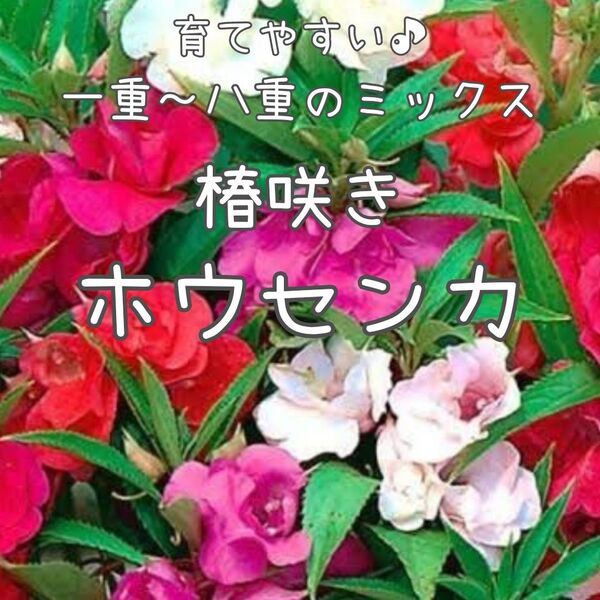 【椿咲きホウセンカのタネ】100粒 種子 種 鳳仙花 ほうせんか 花 八重咲