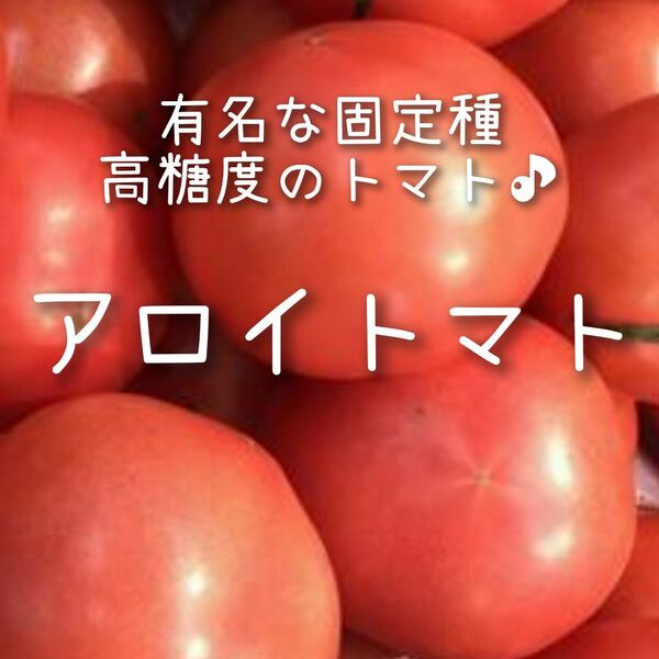 【アロイトマトのタネ】10粒 種子 種 固定種 とまと 夏野菜 家庭菜園 高糖度