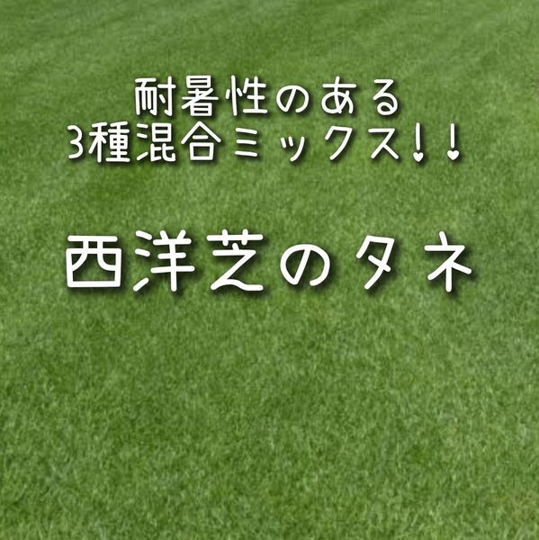 【西洋芝のタネ】15g 種子 種 しば シバ 芝生 庭 ガーデニング