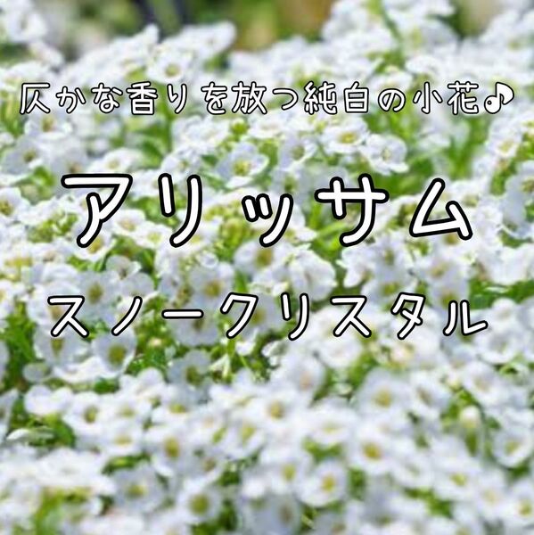 【アリッサム(スノークリスタル)のタネ】50粒 種子 種 花 花壇 寄せ植え