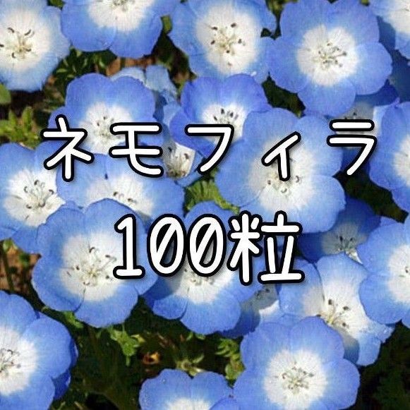 【ネモフィラのタネ】100粒 種子 種 花 花壇 園芸 インシグニスブルー